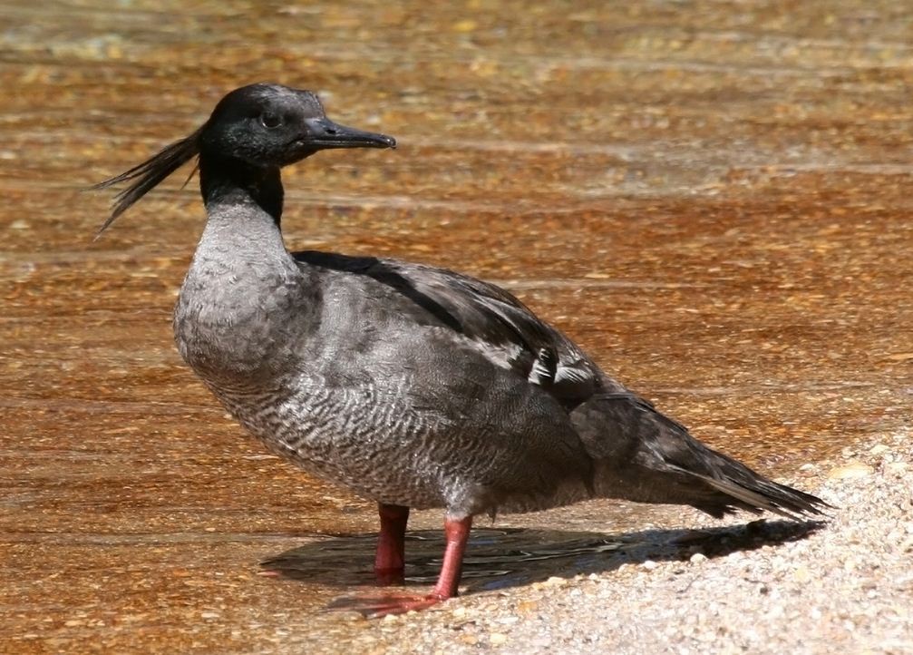Brazilian Merganser
