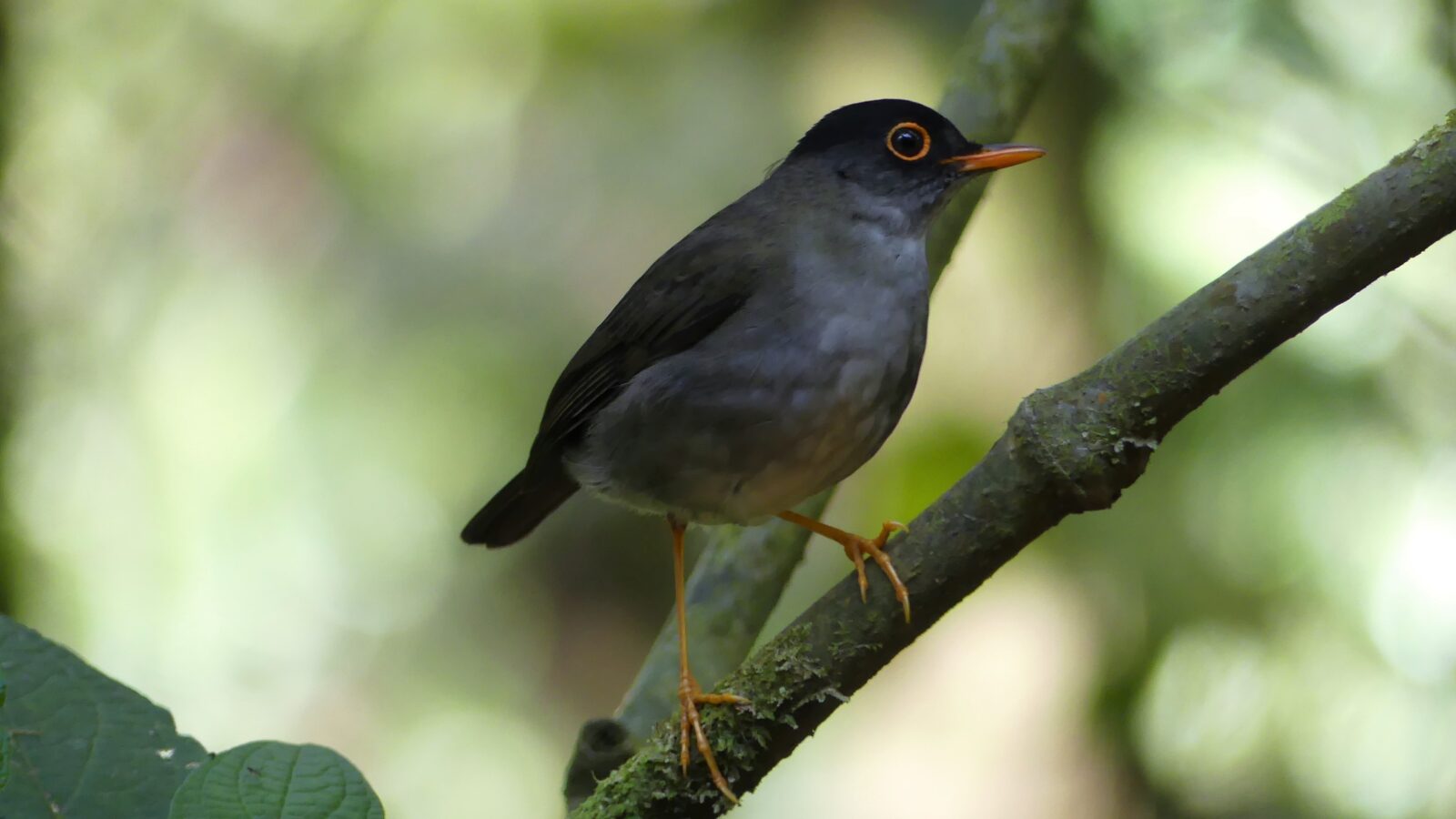 Black Thrush