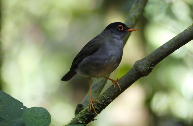 Black Thrush