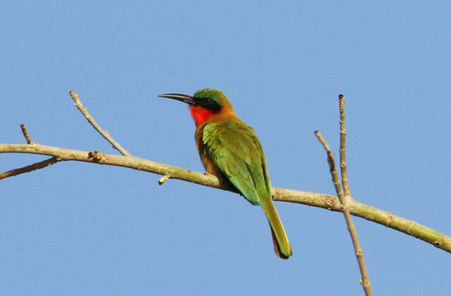 Red-throated Bee-eater