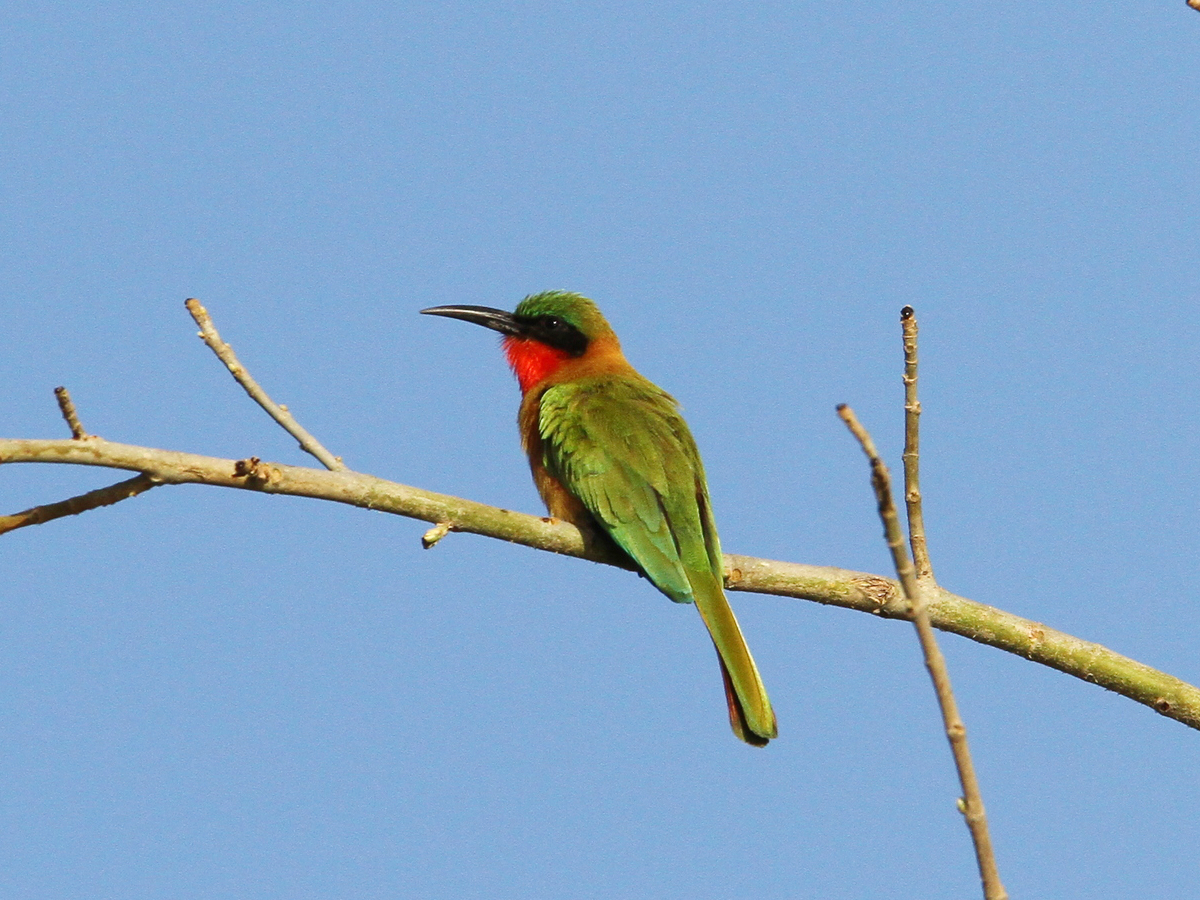Red-throated Bee-eater