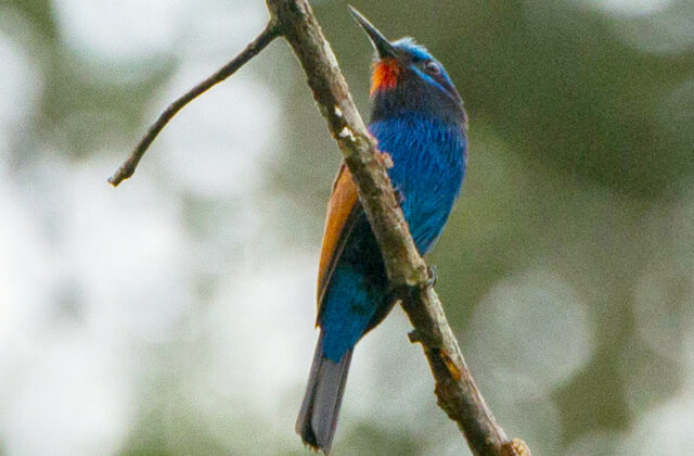 Blue-moustached Bee-eater