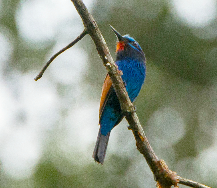 Blue-moustached Bee-eater