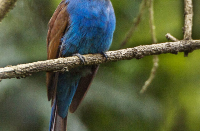 Blue-headed Bee-eater