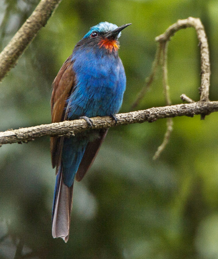 Blue-headed Bee-eater