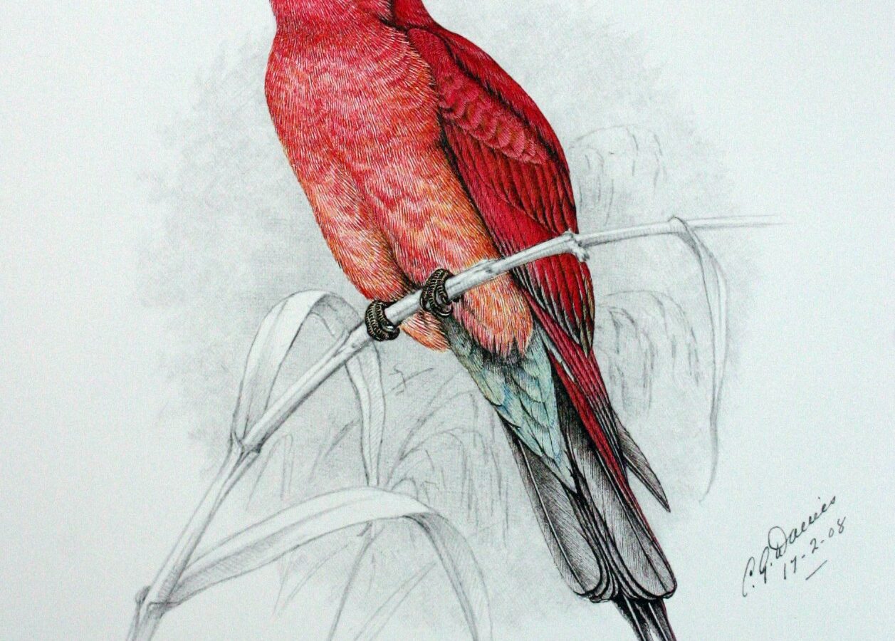 Southern Carmine Bee-eater
