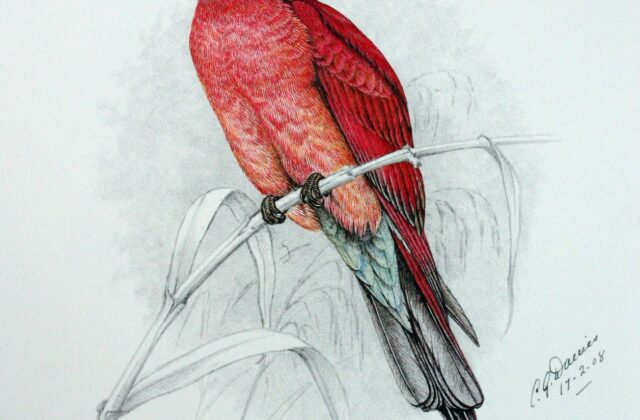 Southern Carmine Bee-eater