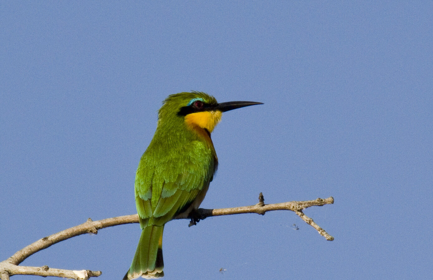 Little Bee-eater