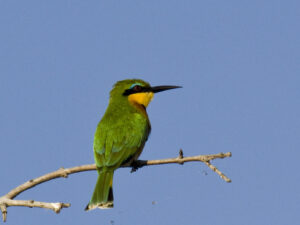 Little Bee-eater