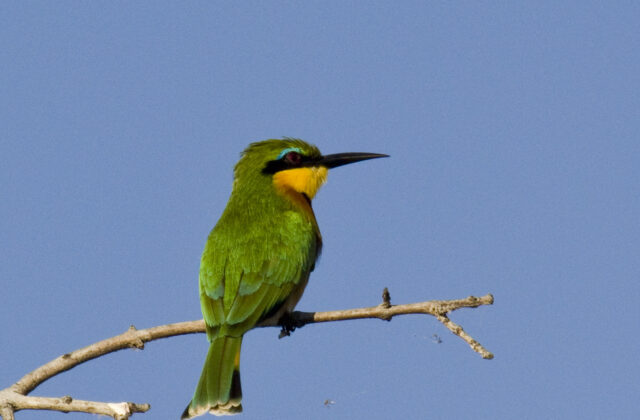 Little Bee-eater