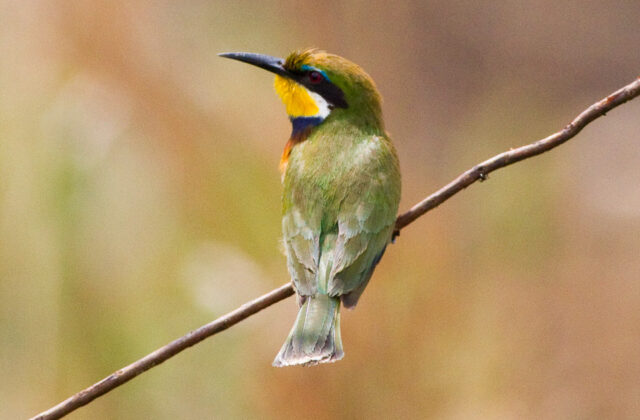 Blue-breasted Bee-eater