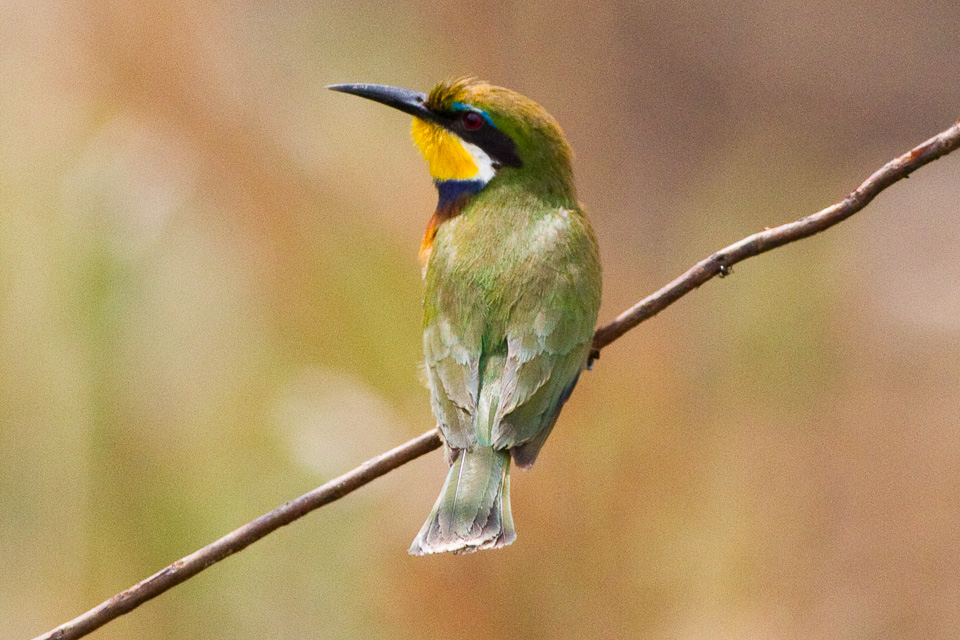 Blue-breasted Bee-eater
