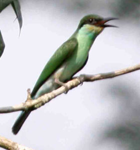 Blue-throated Bee-eater