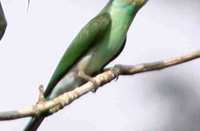 Blue-throated Bee-eater