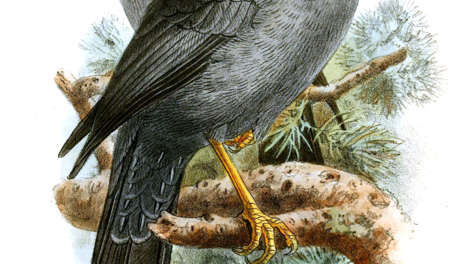 Somali Thrush