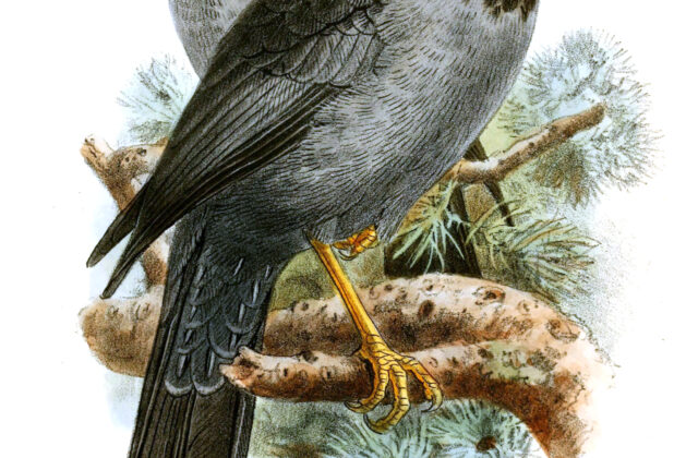 Somali Thrush