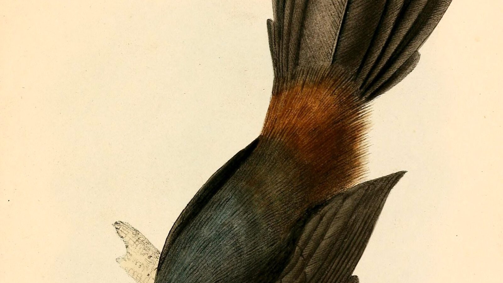 Slaty Bristlefront