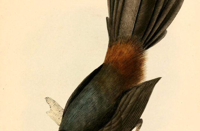 Slaty Bristlefront