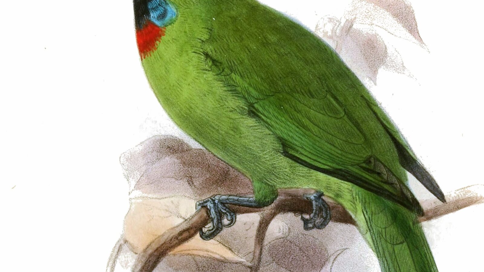 Bornean Barbet