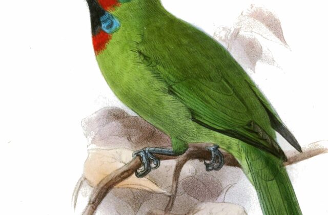 Bornean Barbet