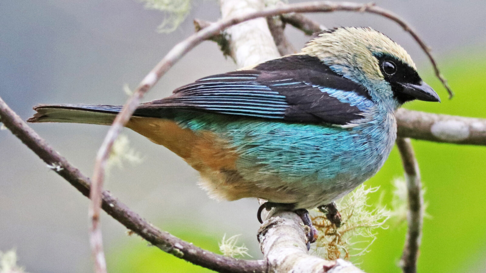 Metallic-green Tanager