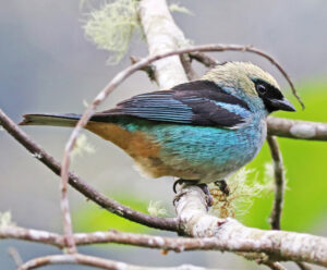 Metallic-green Tanager