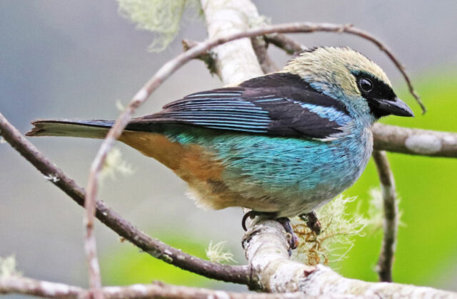 Metallic-green Tanager