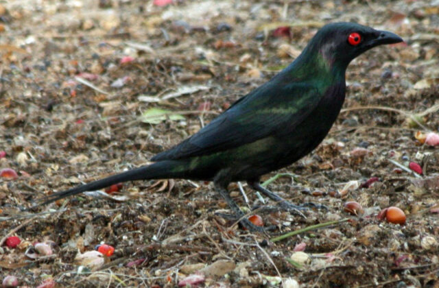 Metallic Starling