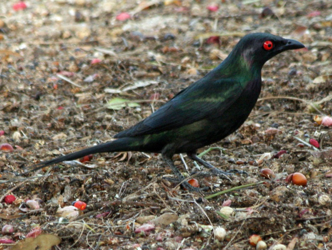 Metallic Starling