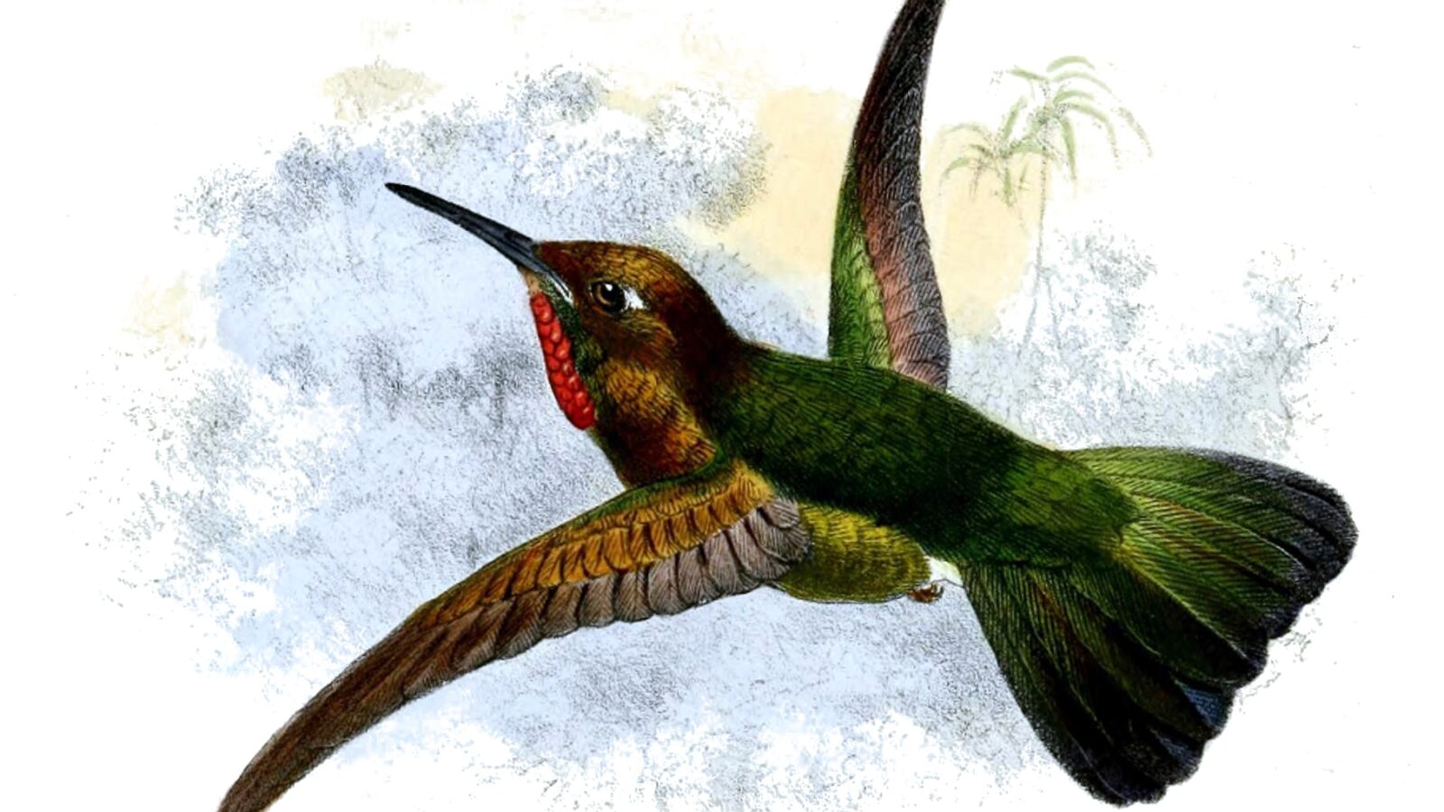 Fiery-throated Metaltail