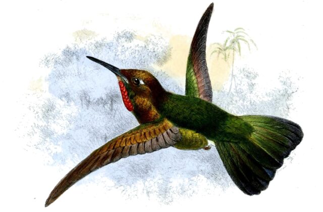 Fiery-throated Metaltail