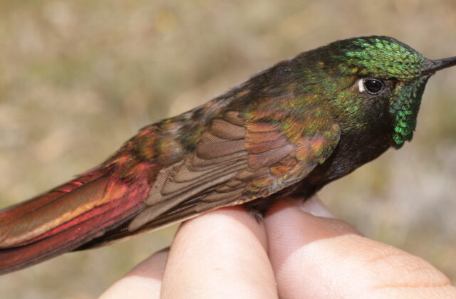 Perija Metaltail