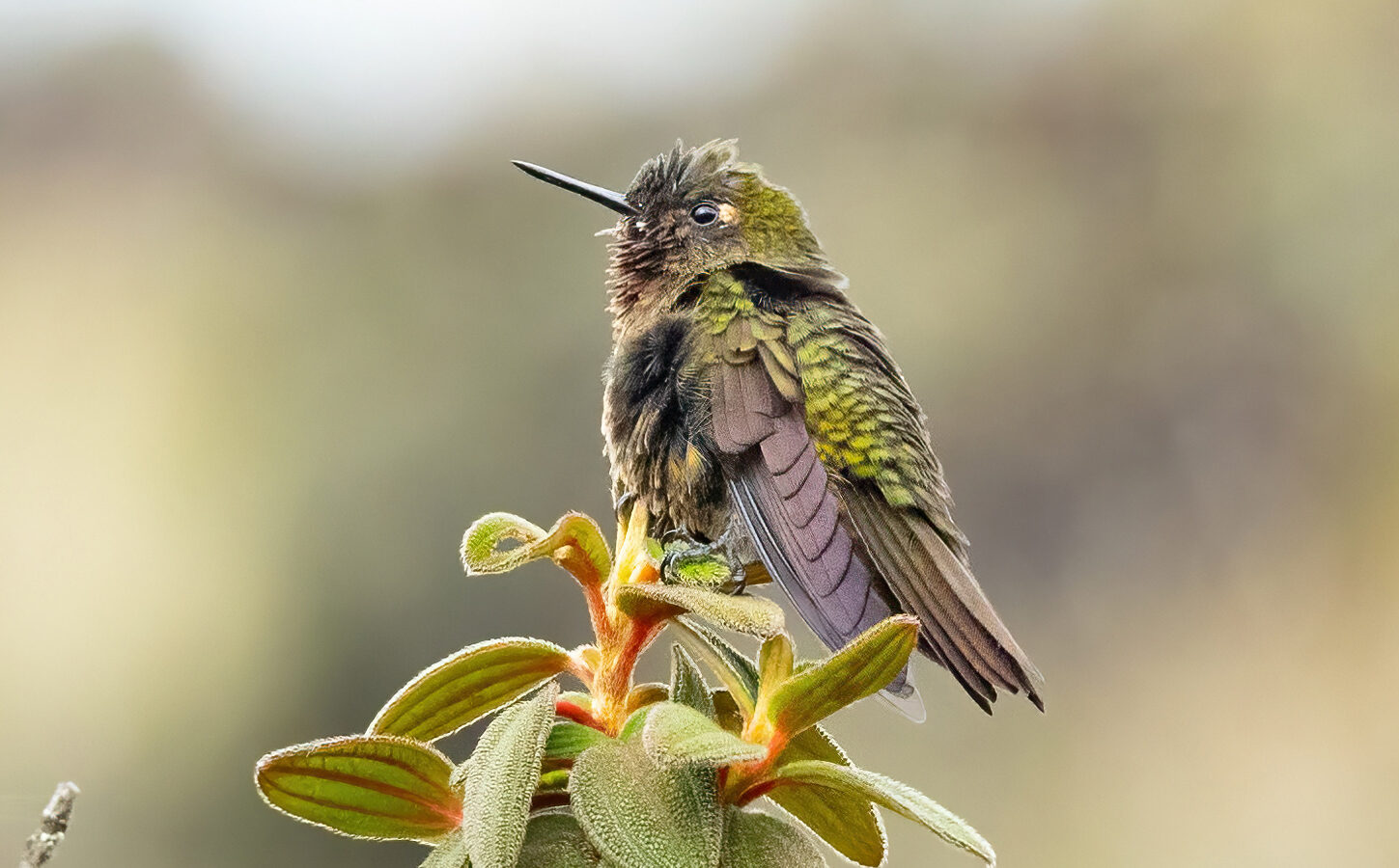 Neblina Metaltail