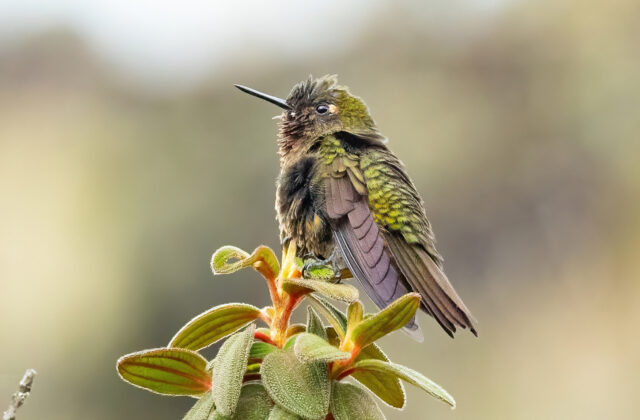 Neblina Metaltail