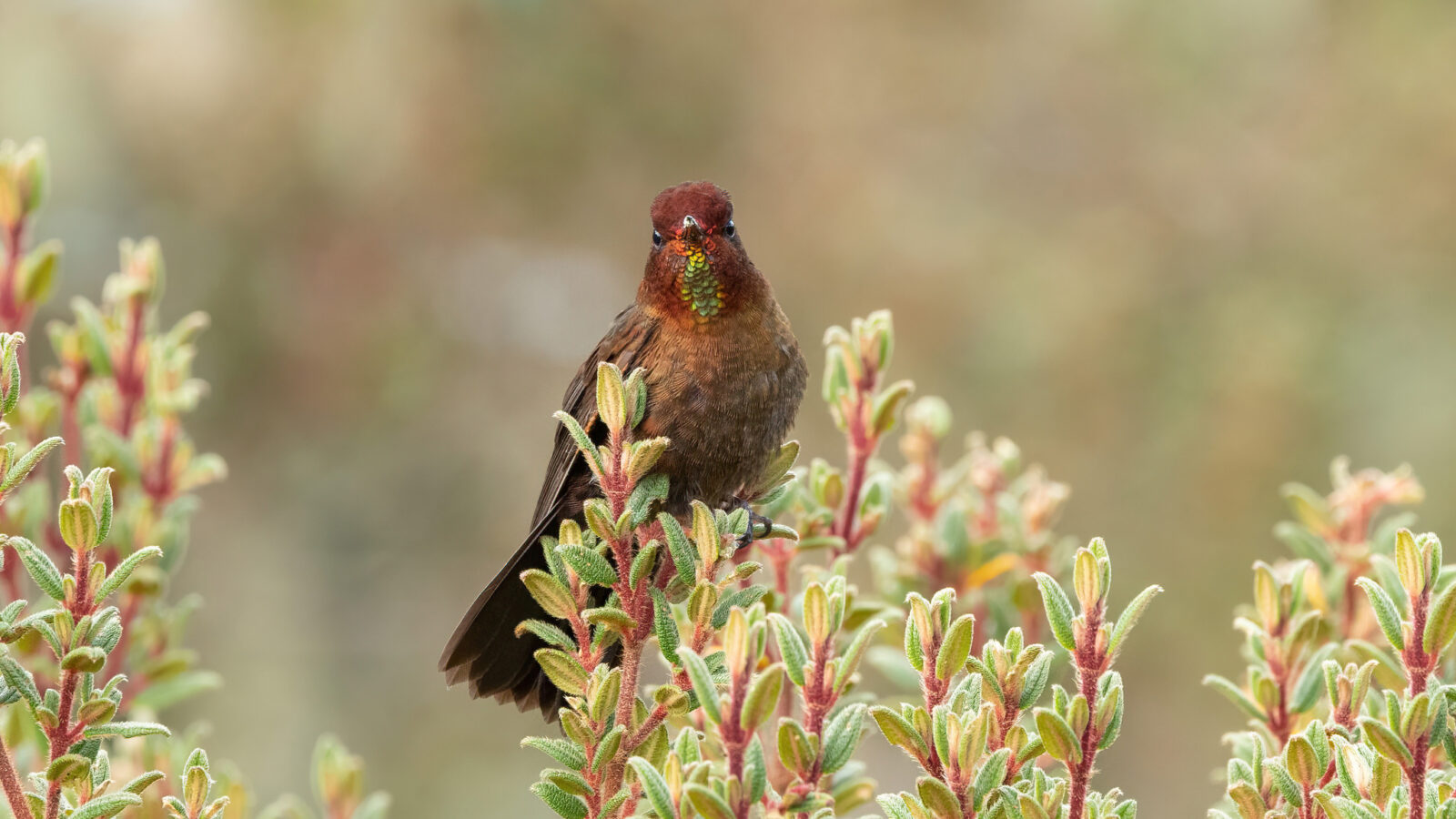 Coppery Metaltail