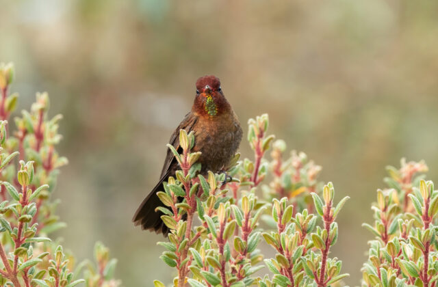 Coppery Metaltail