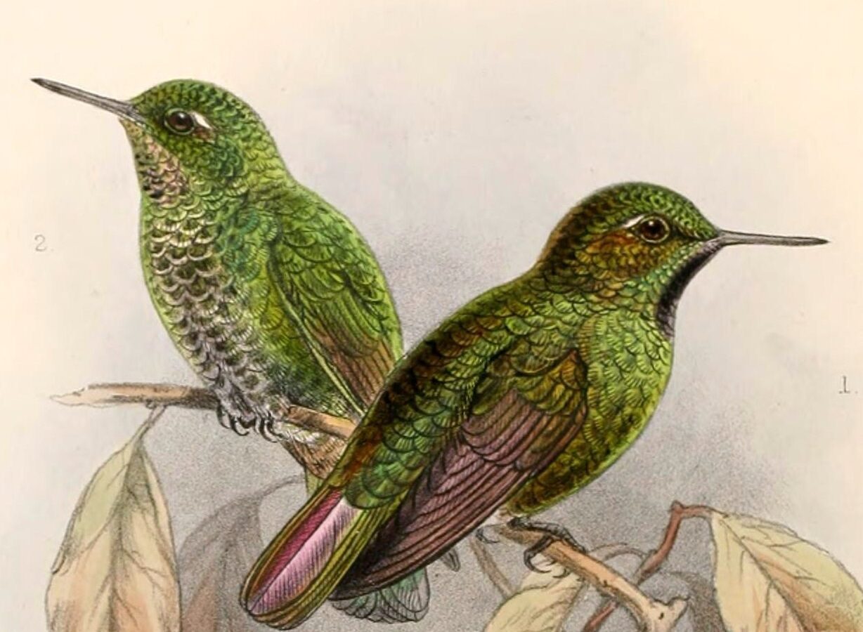 Viridian Metaltail
