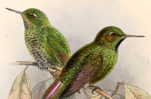 Viridian Metaltail