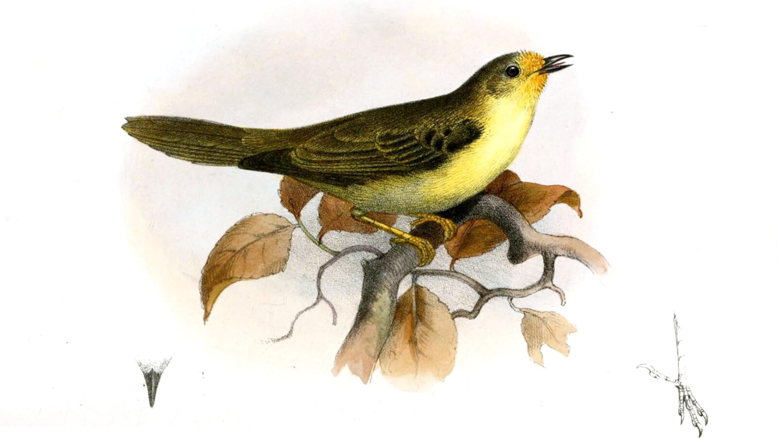 Orange-fronted Plushcrown