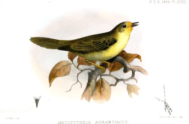 Orange-fronted Plushcrown