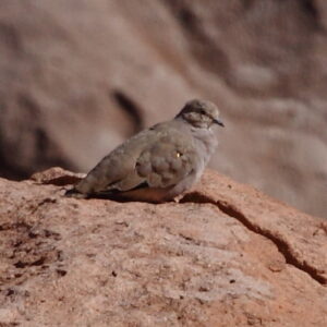 Golden-spotted Ground Dove