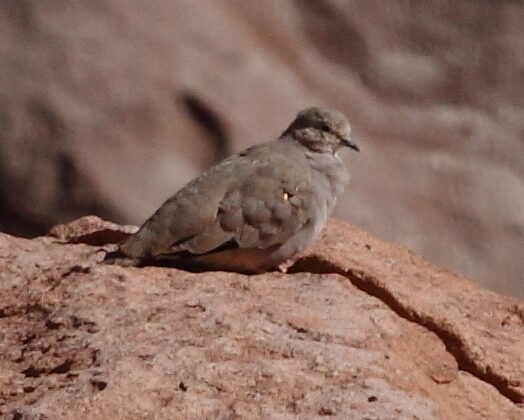 Golden-spotted Ground Dove