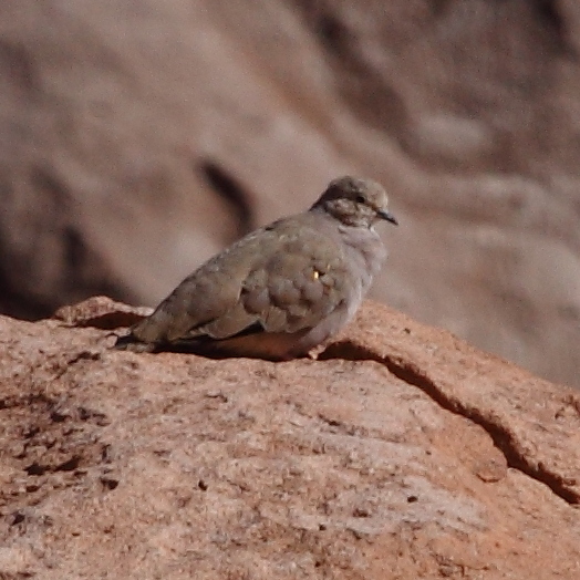 Golden-spotted Ground Dove