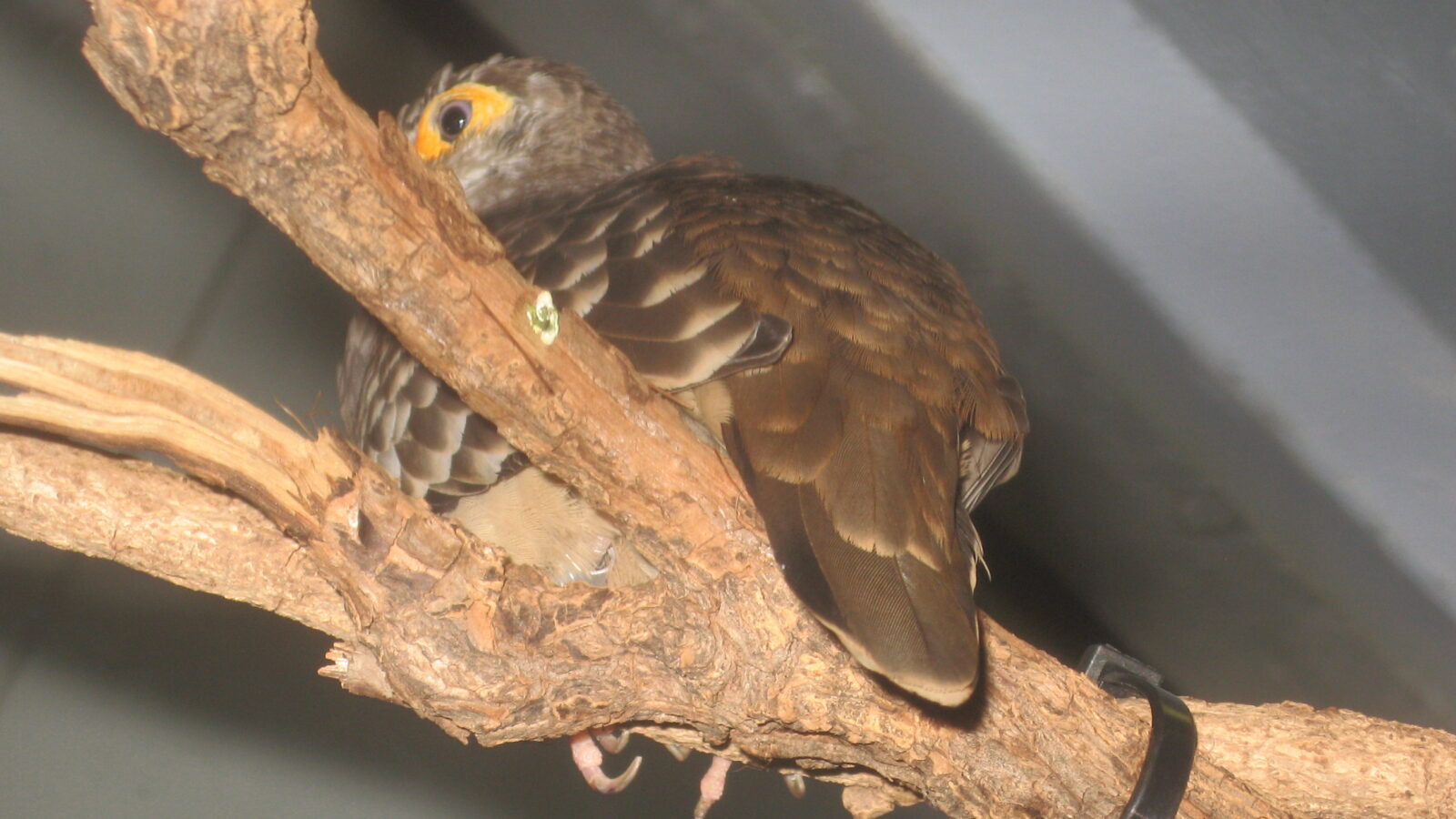 Moreno’s Ground Dove