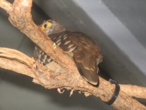 Moreno’s Ground Dove