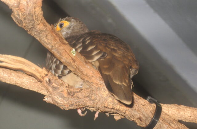 Moreno’s Ground Dove