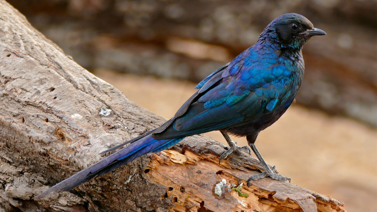 Meves’s Starling