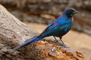 Meves’s Starling