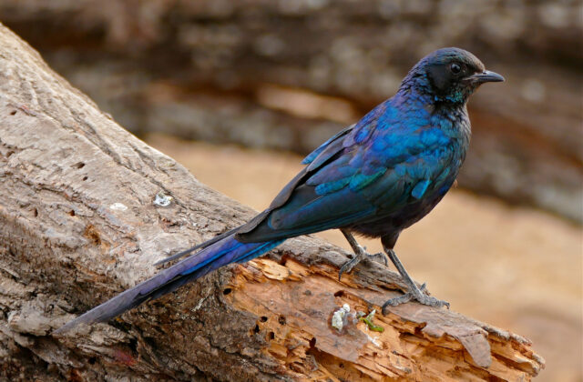 Meves’s Starling
