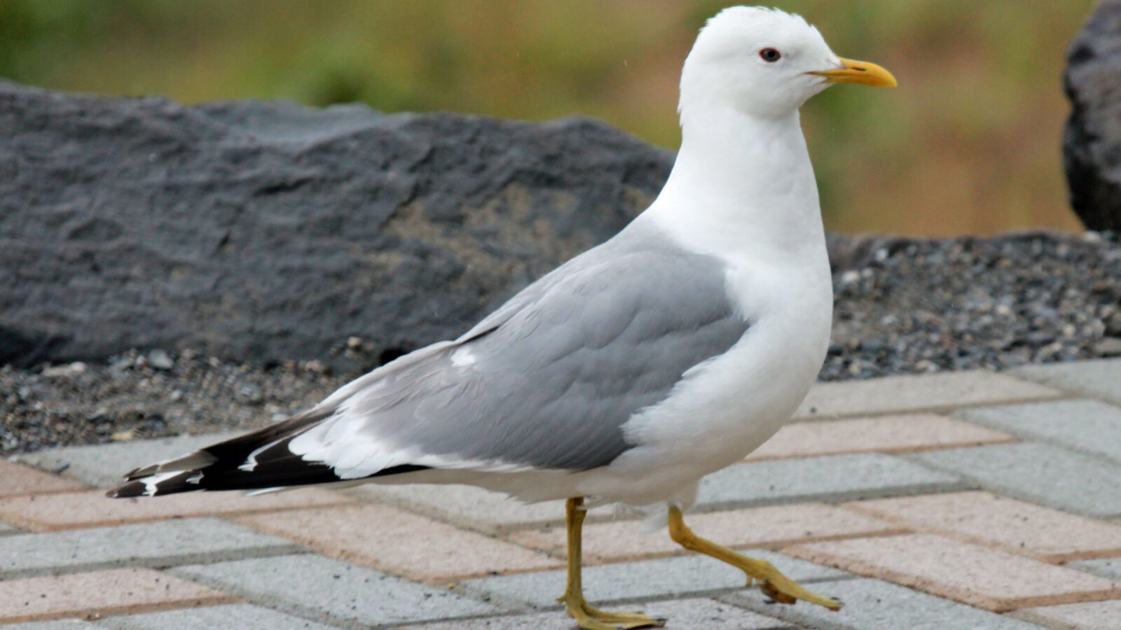 Short-billed Gull